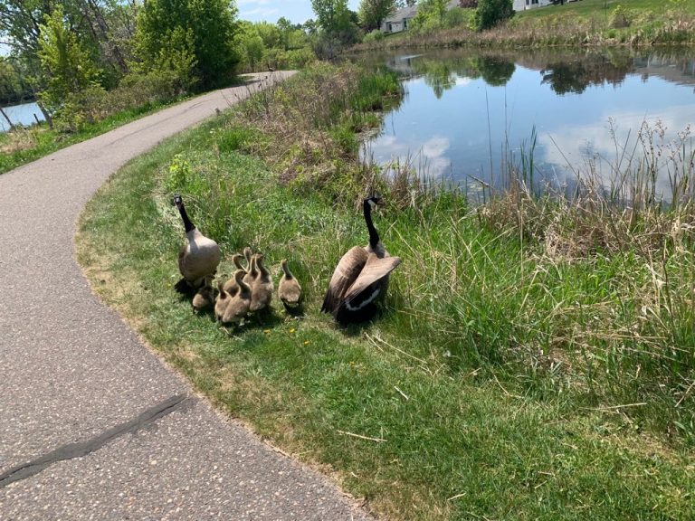 Goose2